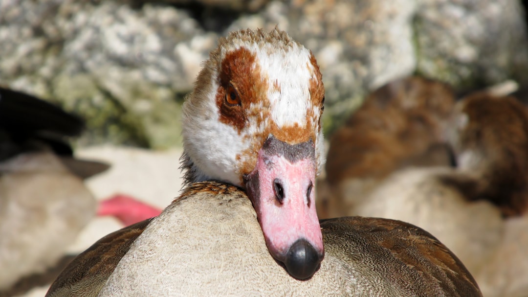 Duck with All Its Fatty Complications (image credits: unsplash)