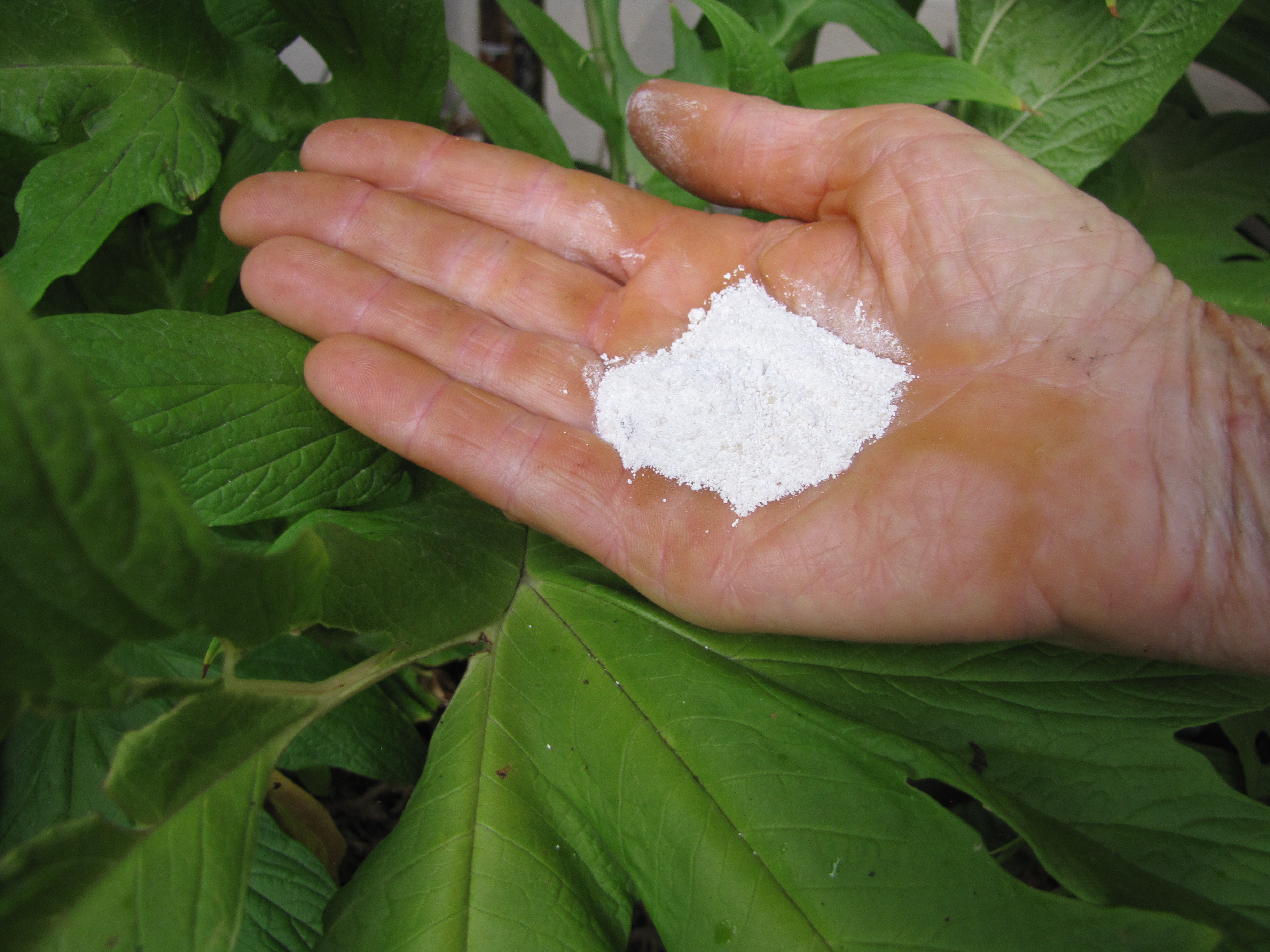 Arrowroot Powder (image credits: wikimedia)