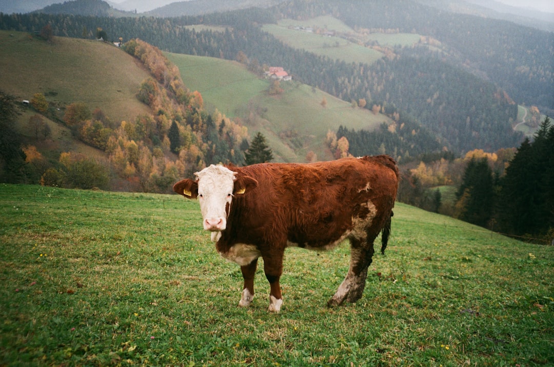 The European Union's Collective Beef Production Power (image credits: unsplash)