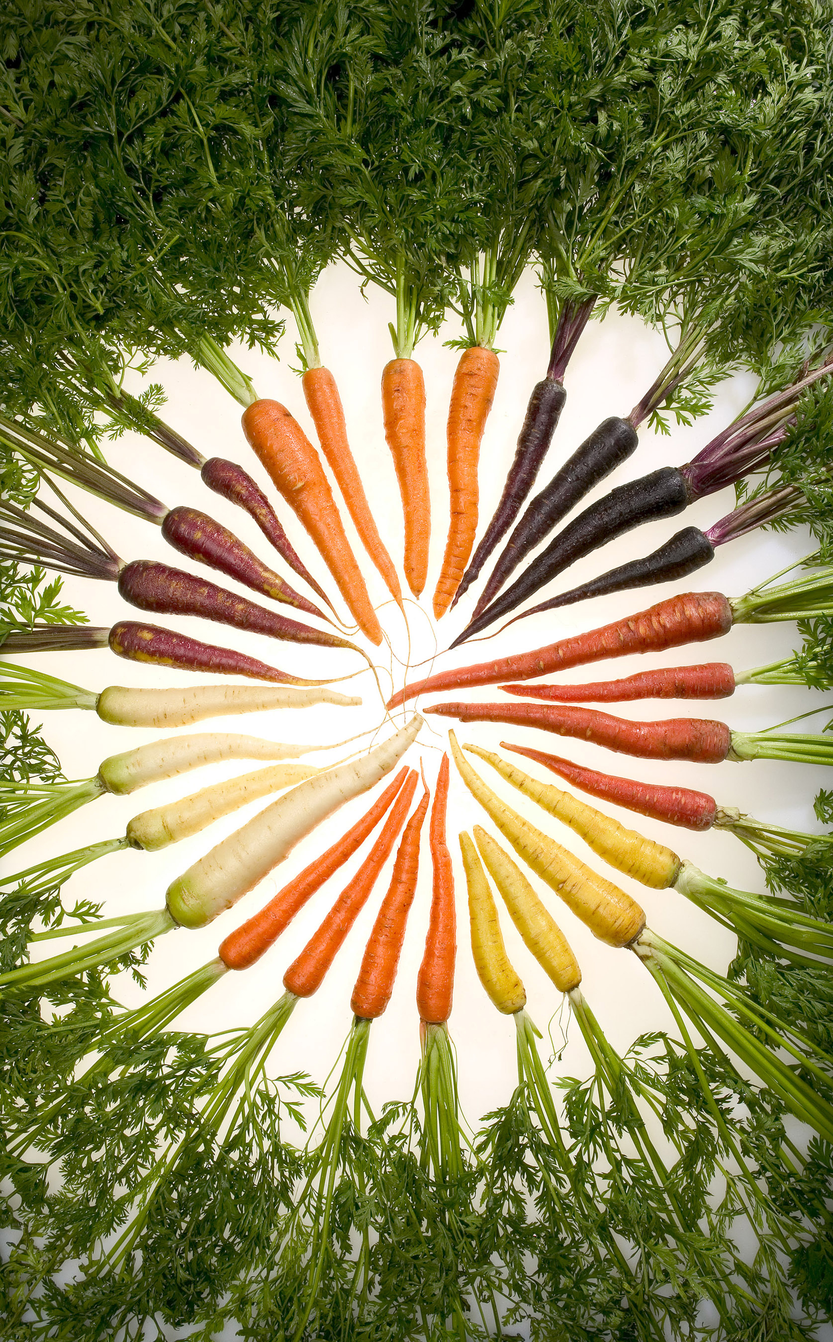 Carrot Tops: The Leafy Greens Hiding on Your Carrots (image credits: wikimedia)