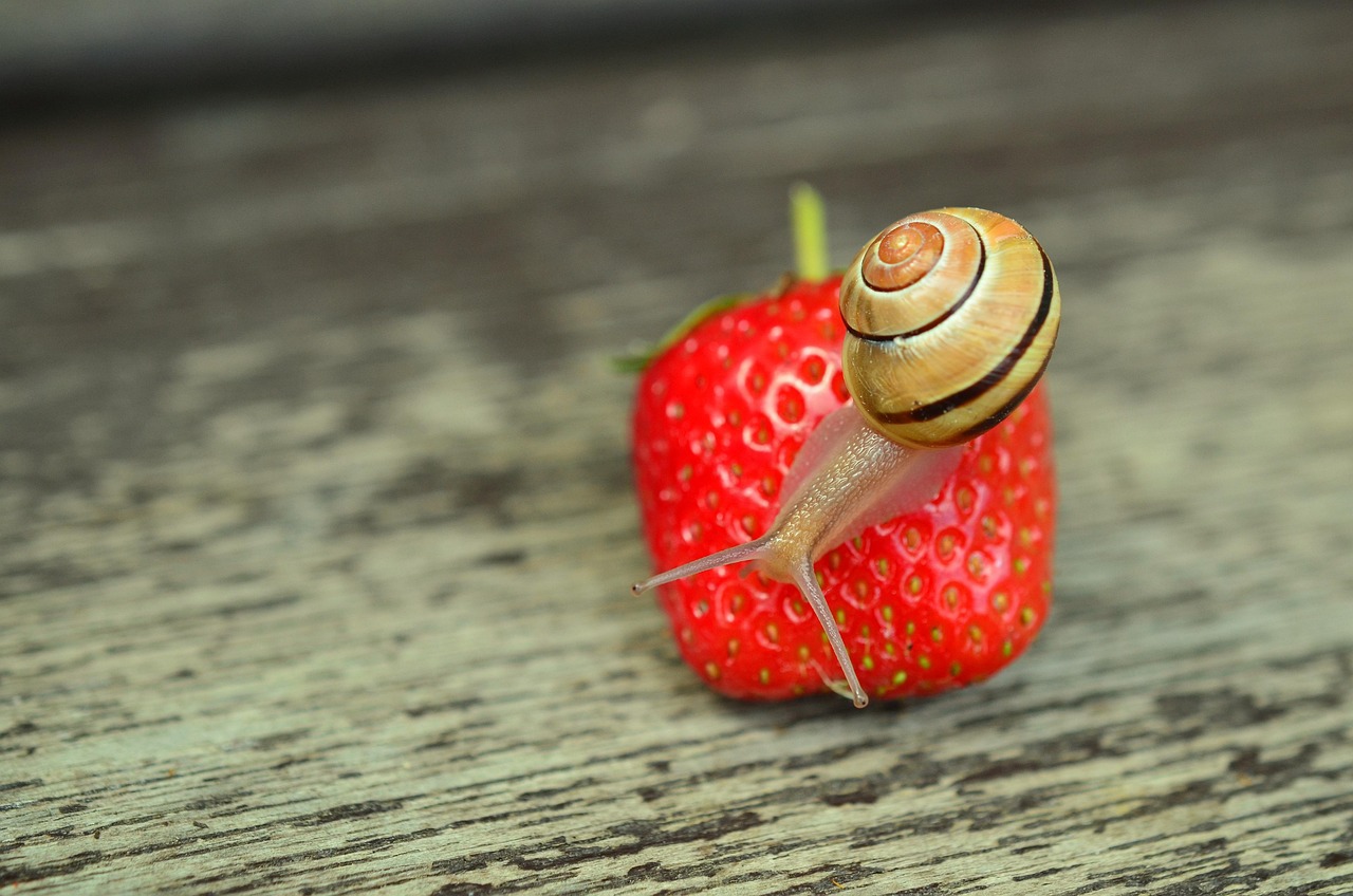 Periwinkles: The Small but Mighty Snail (image credits: pixabay)