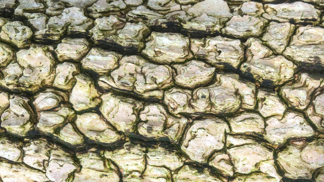 Salt in the Era of Climate Change and Food Security (image credits: unsplash)