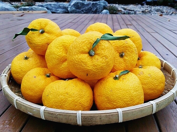 Yuzu (image credits: wikimedia)