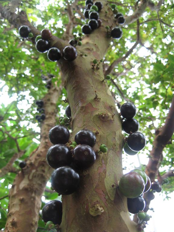 Jabuticaba - The Tree That Grows Grapes (image credits: wikimedia)