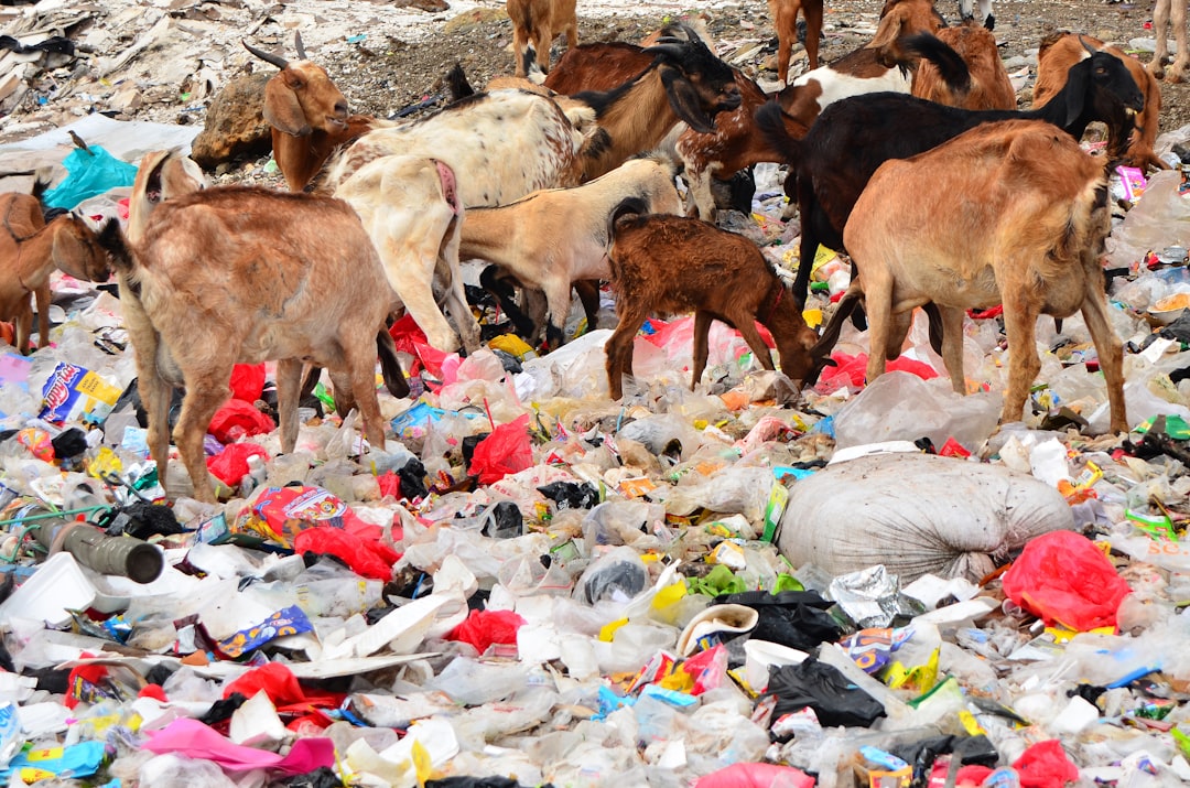 The Environmental and Ethical Considerations (image credits: unsplash)
