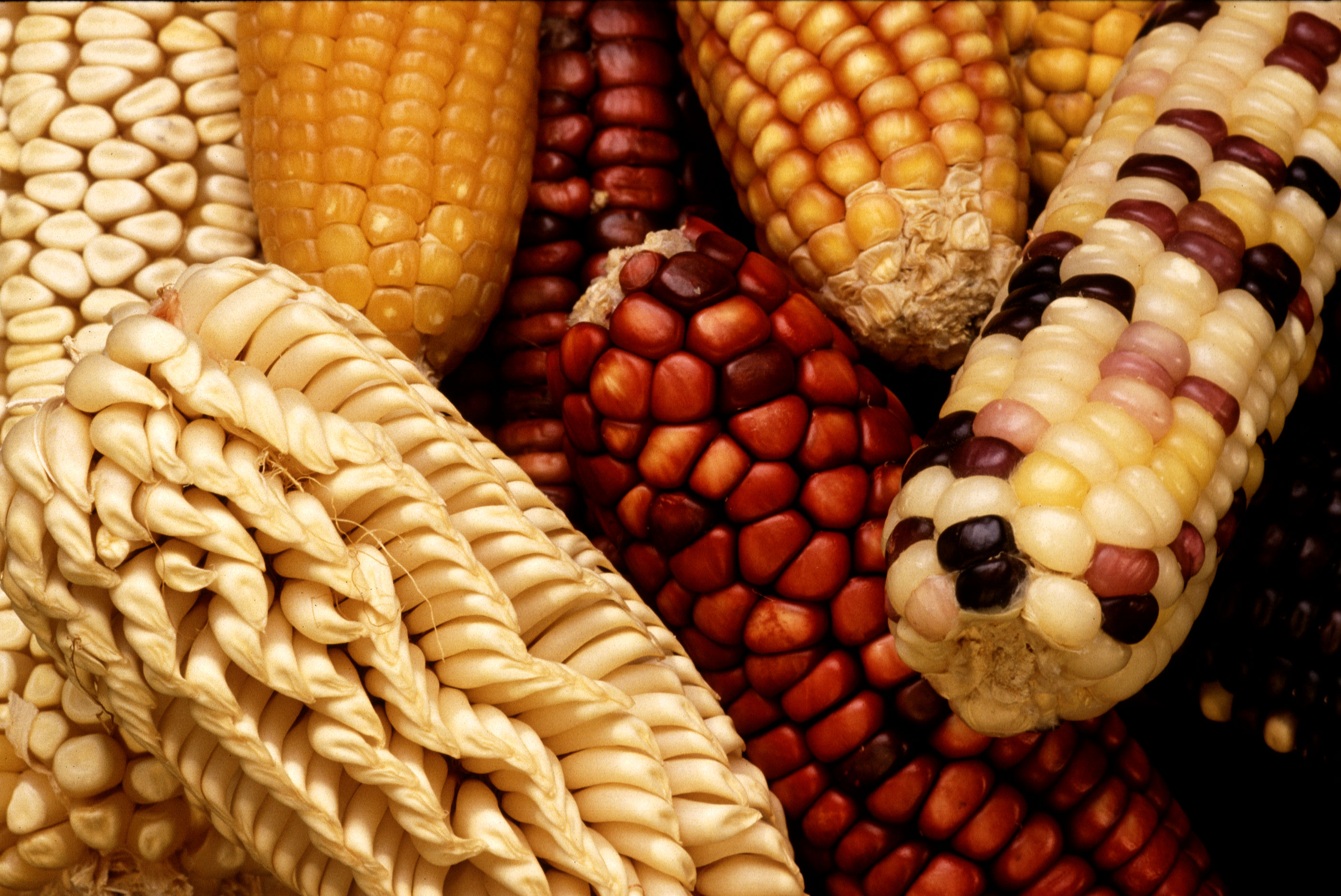 The Heirloom Seed Revolution (image credits: wikimedia)
