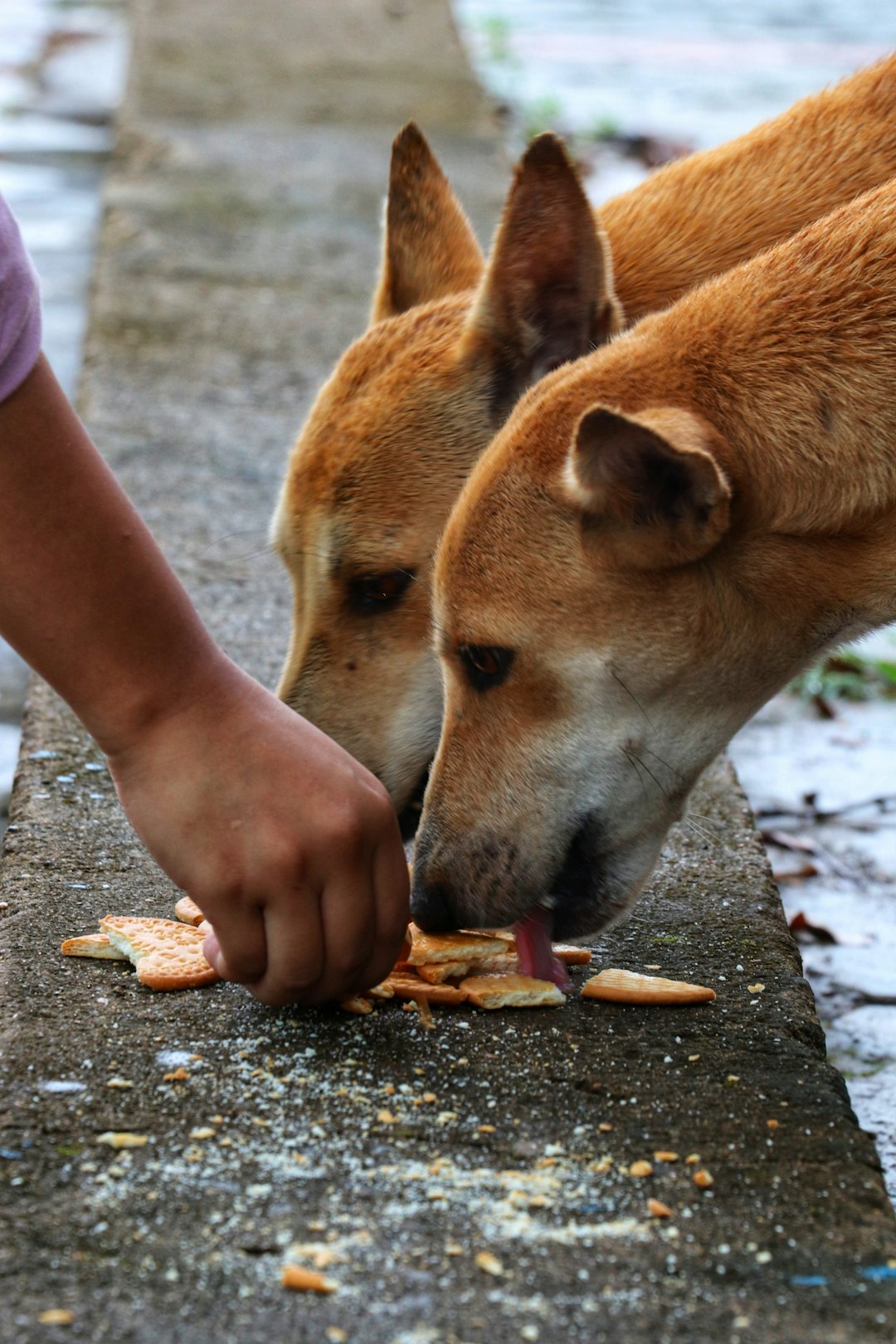 The Treat and Table Scrap Trap (image credits: unsplash)