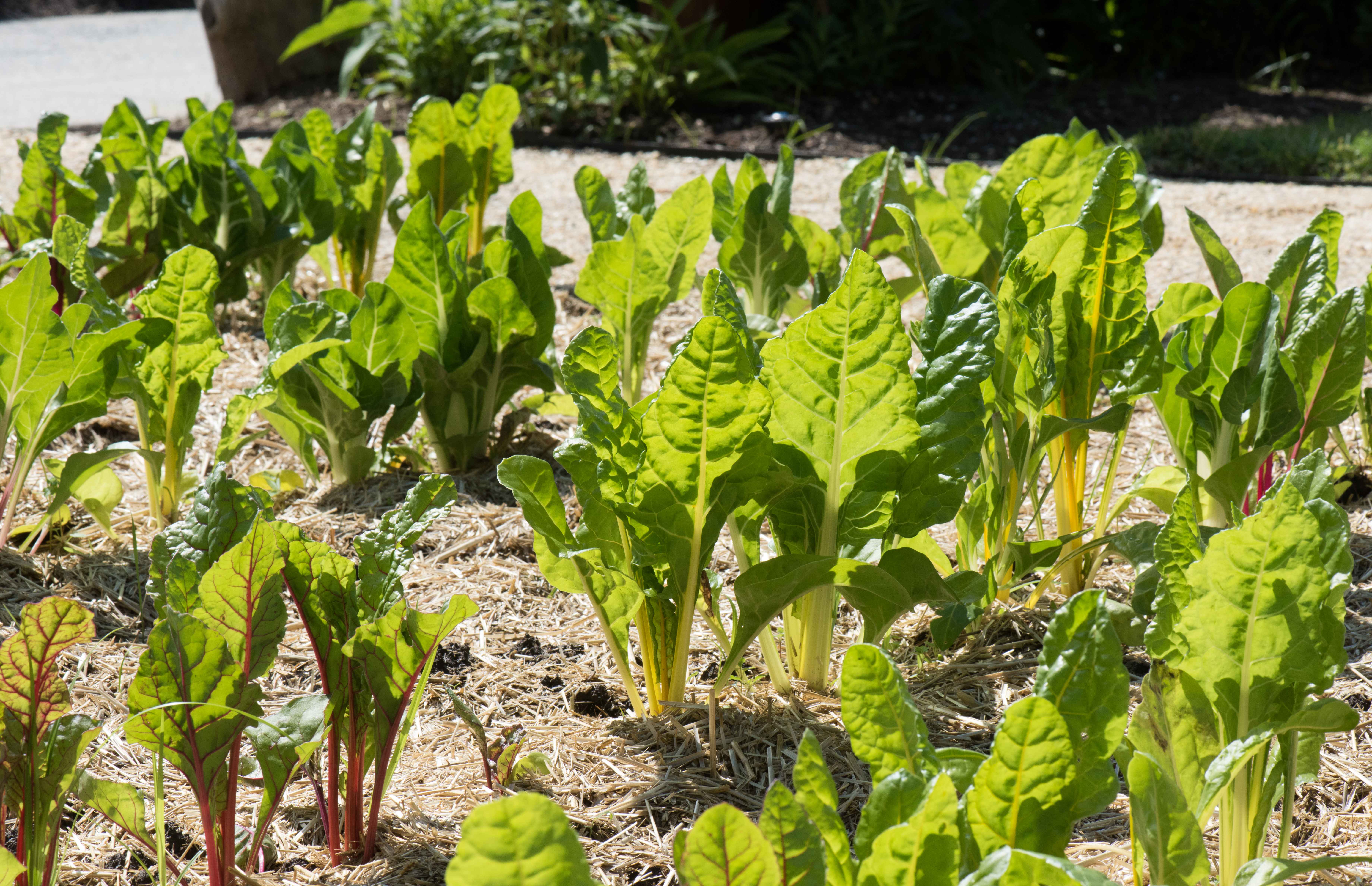 The Environmental Benefits of Bitter Greens (image credits: wikimedia)