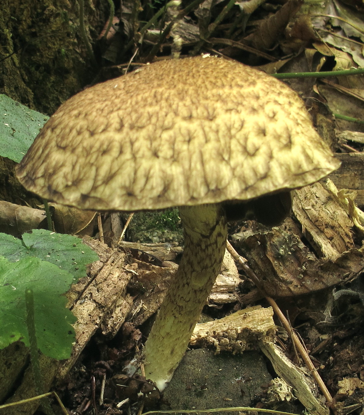 Mycoprotein: The Fungi Revolution (image credits: wikimedia)