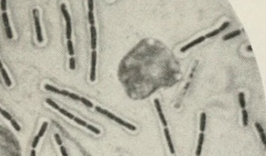 The Invisible Workers: Microbes That Make the Magic (image credits: wikimedia)
