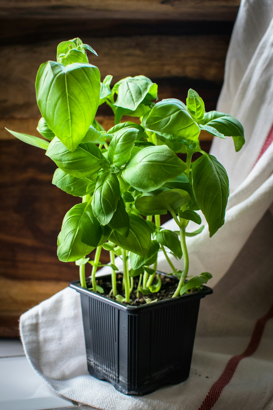 Basil: The Sacred Shield (image credits: unsplash)