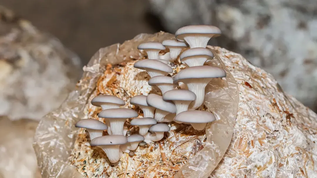 Mushrooms: The Rapidly Degrading Delicacy (Image Credits: Unsplash)