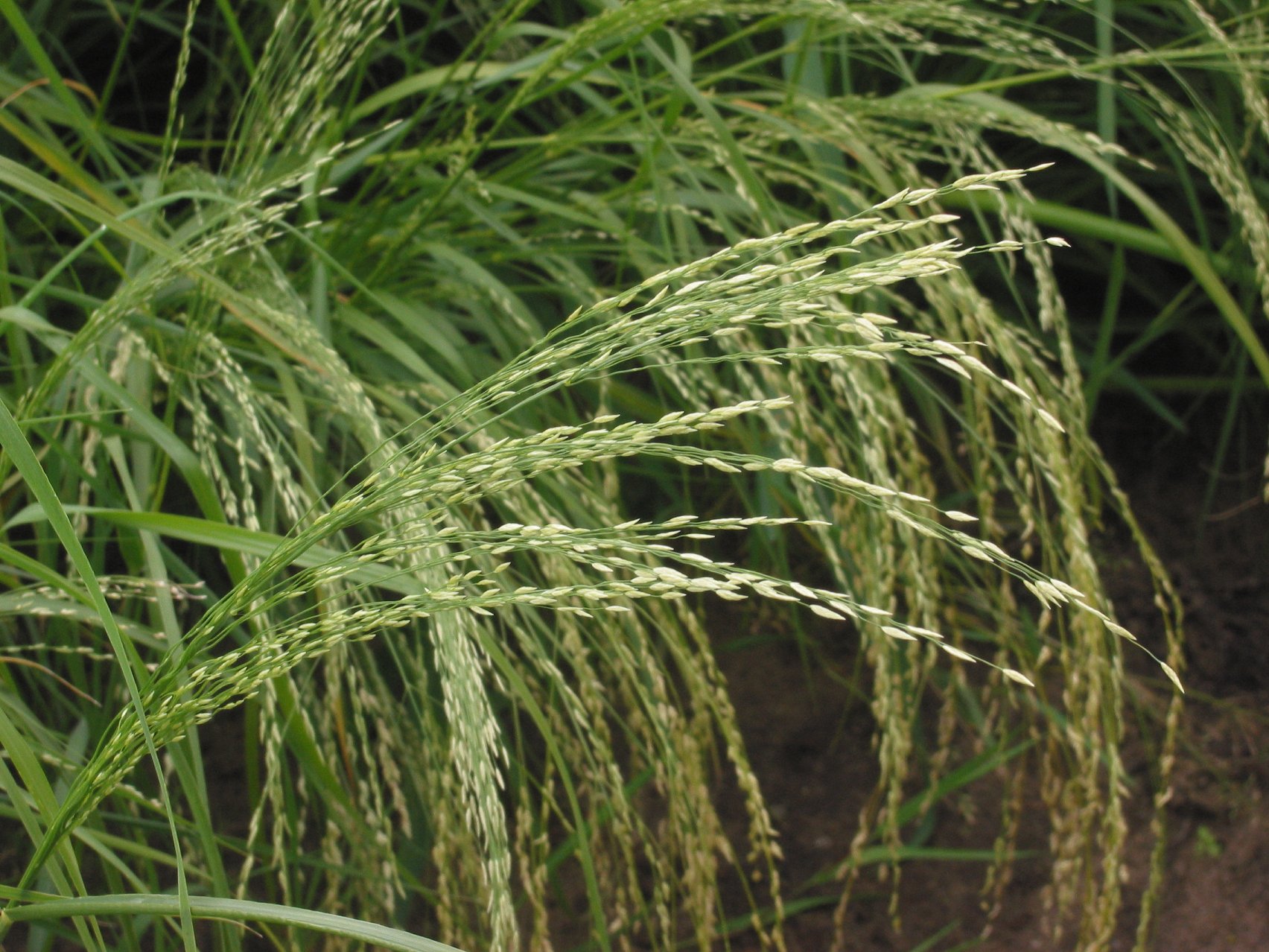 Teff: Ethiopia’s Ancient Powerhouse (image credits: wikimedia)