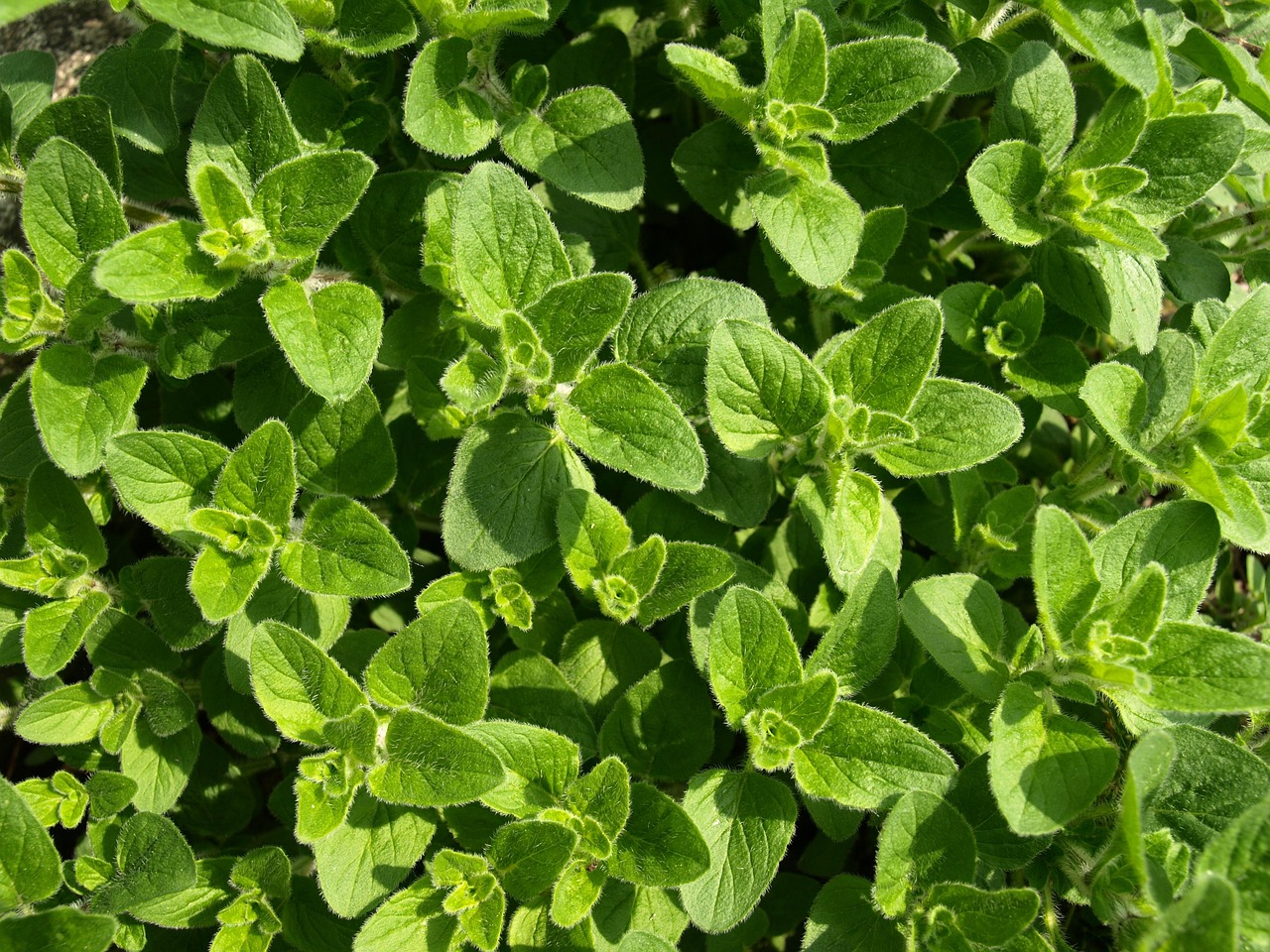 Oregano: The Mediterranean Germ Buster (image credits: pixabay)