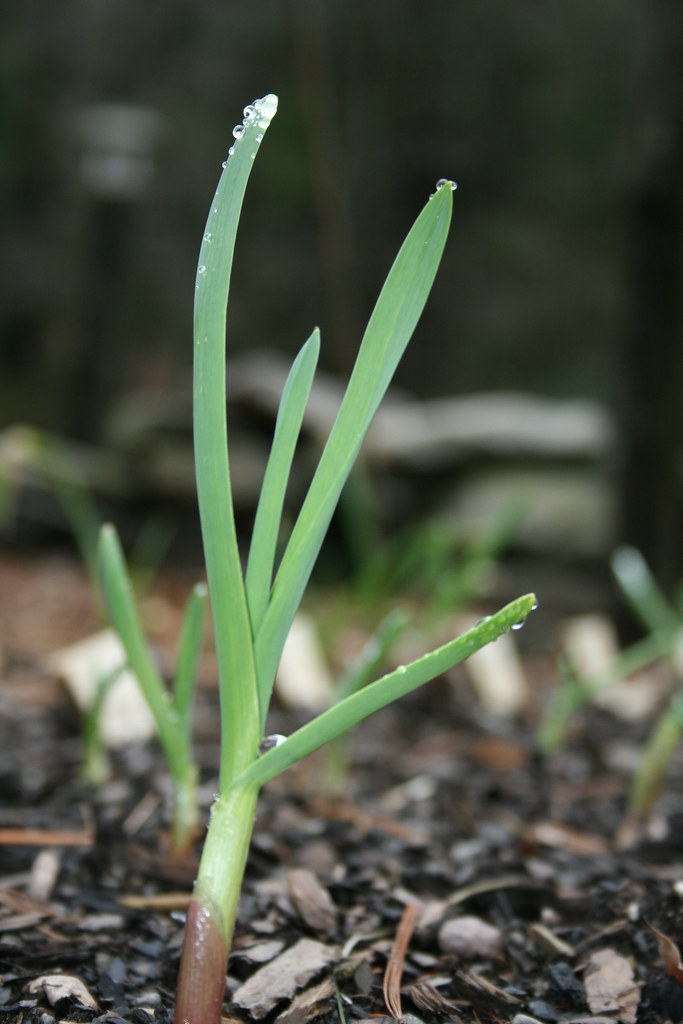 Garlic – The Sprouting Nightmare (image credits: flickr)