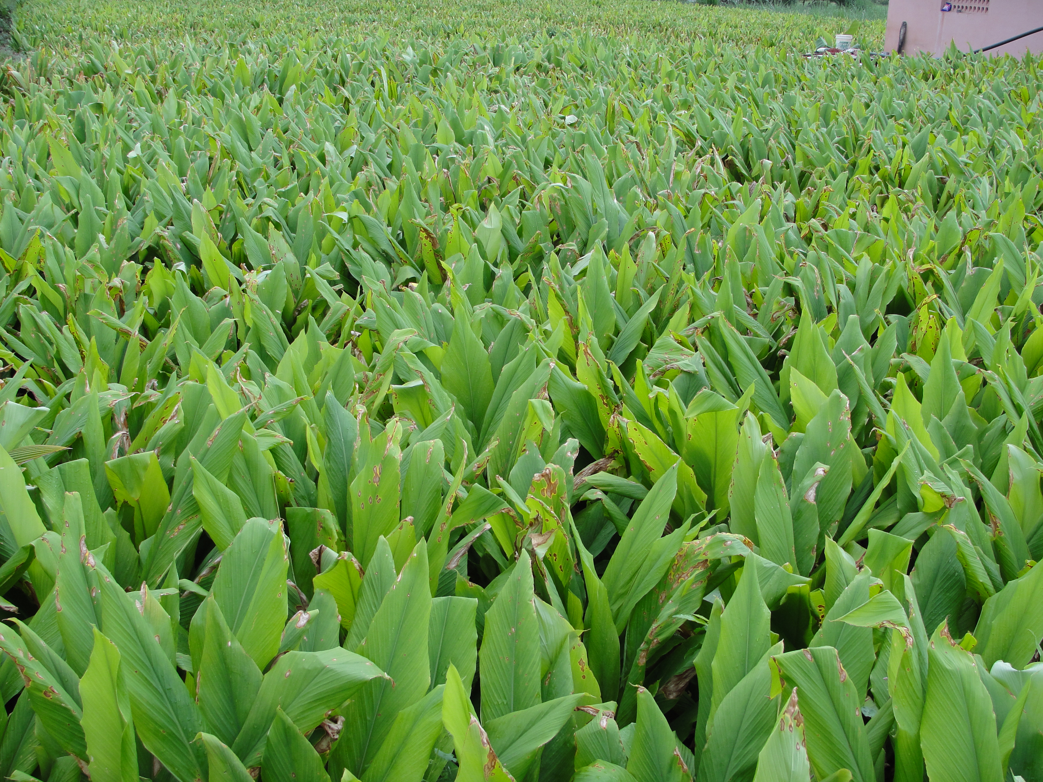 The Environmental Impact of Turmeric and Ginger Cultivation (image credits: wikimedia)