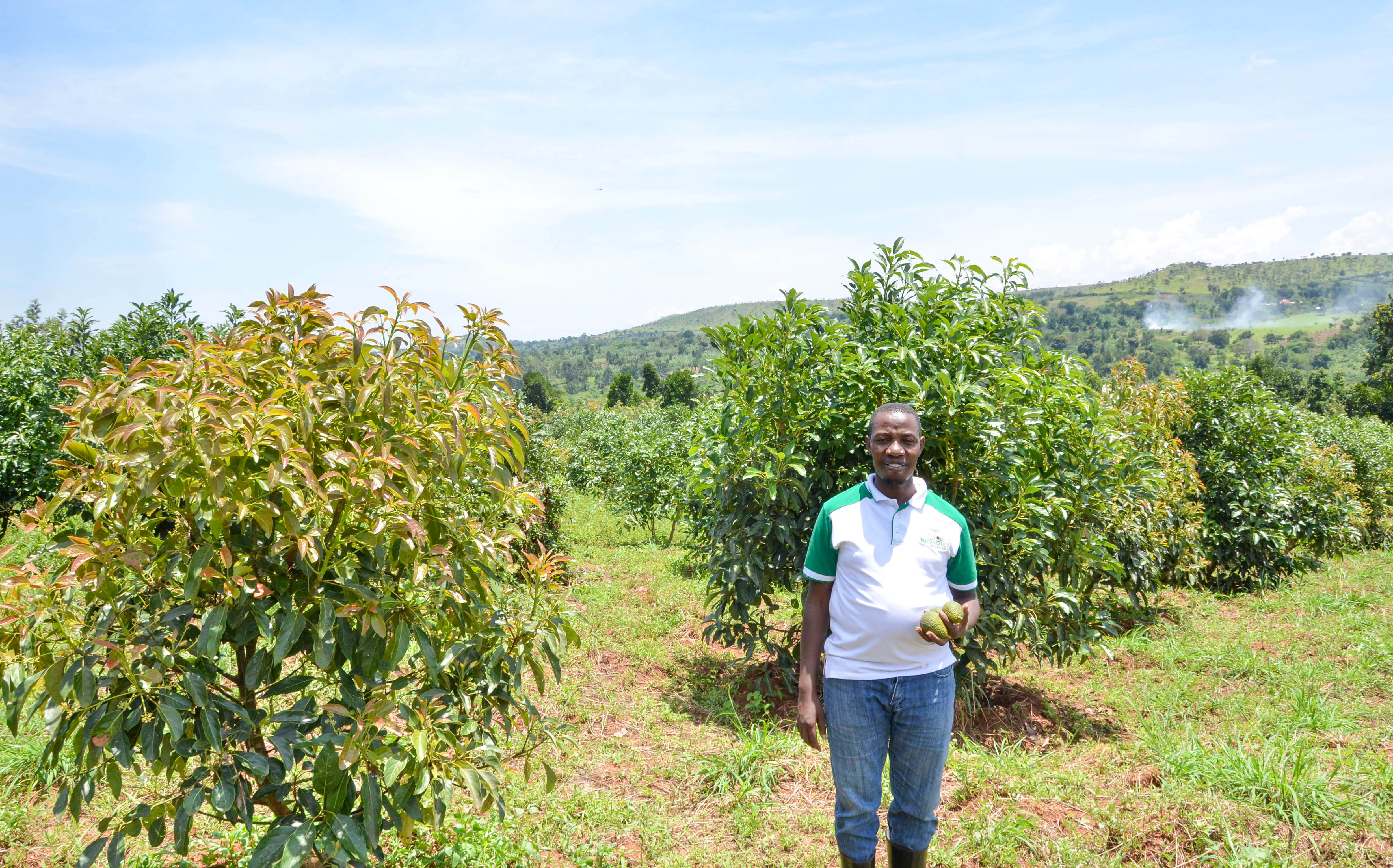The Surprising Effects of Climate Change on Avocado Taste (image credits: wikimedia)