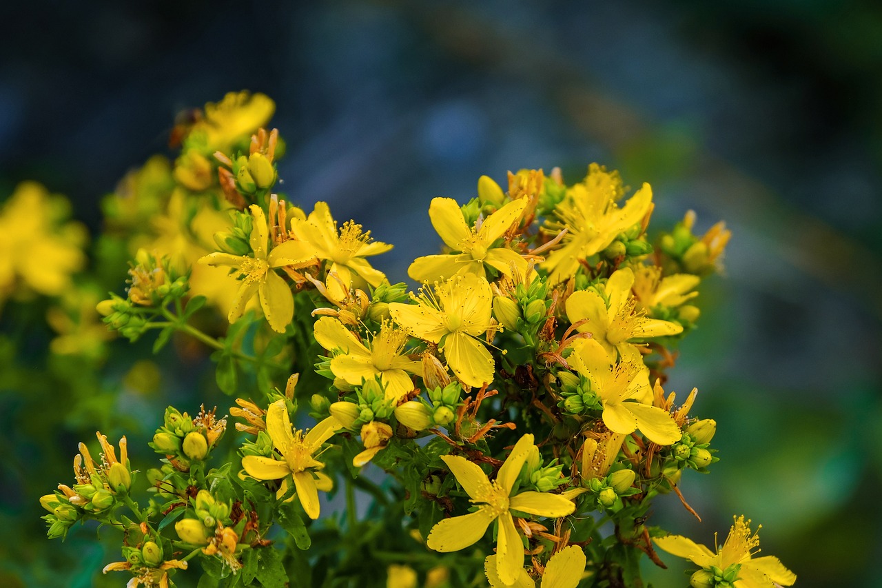 St. John’s Wort: Unpredictable Herb, Serious Interactions (image credits: pixabay)