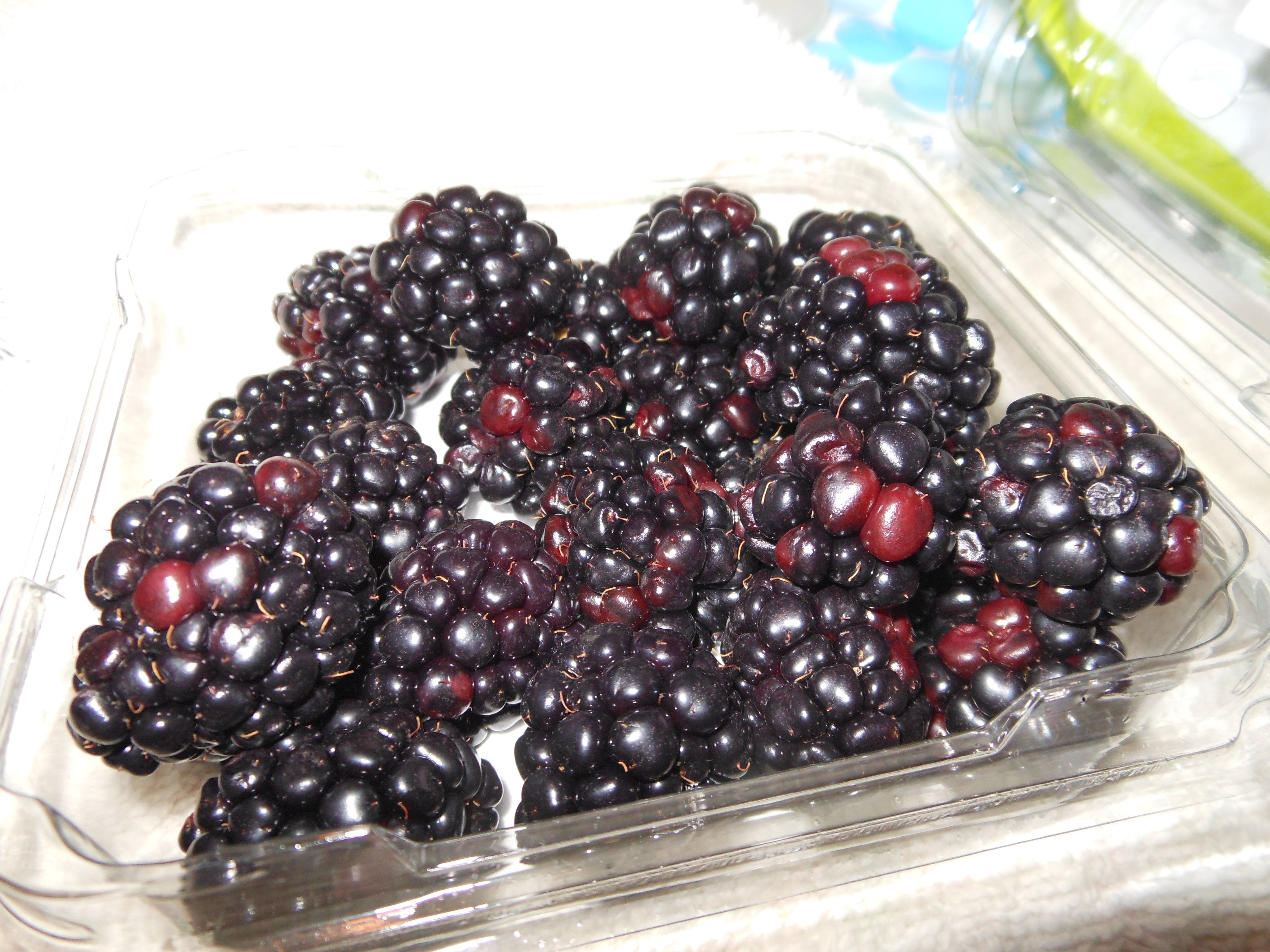 Black Raspberries: The Undefeated Champion (image credits: My Nikkon point-and-shoot, CC BY-SA 3.0, https://commons.wikimedia.org/w/index.php?curid=24134930)