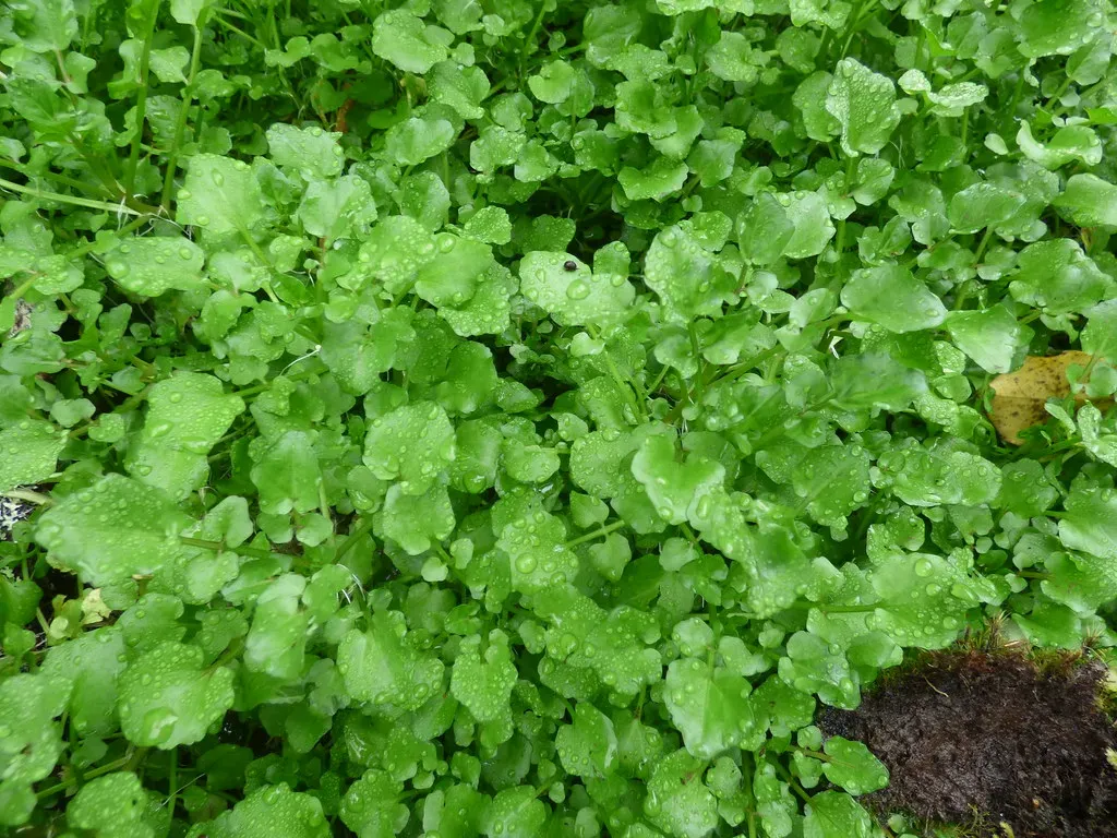 Watercress: The Perfect Score Vegetable (Image Credits: Flickr)