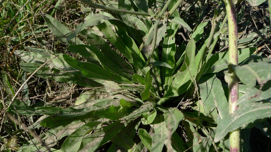 Chicory Chases the Leaders (image credits: flickr)