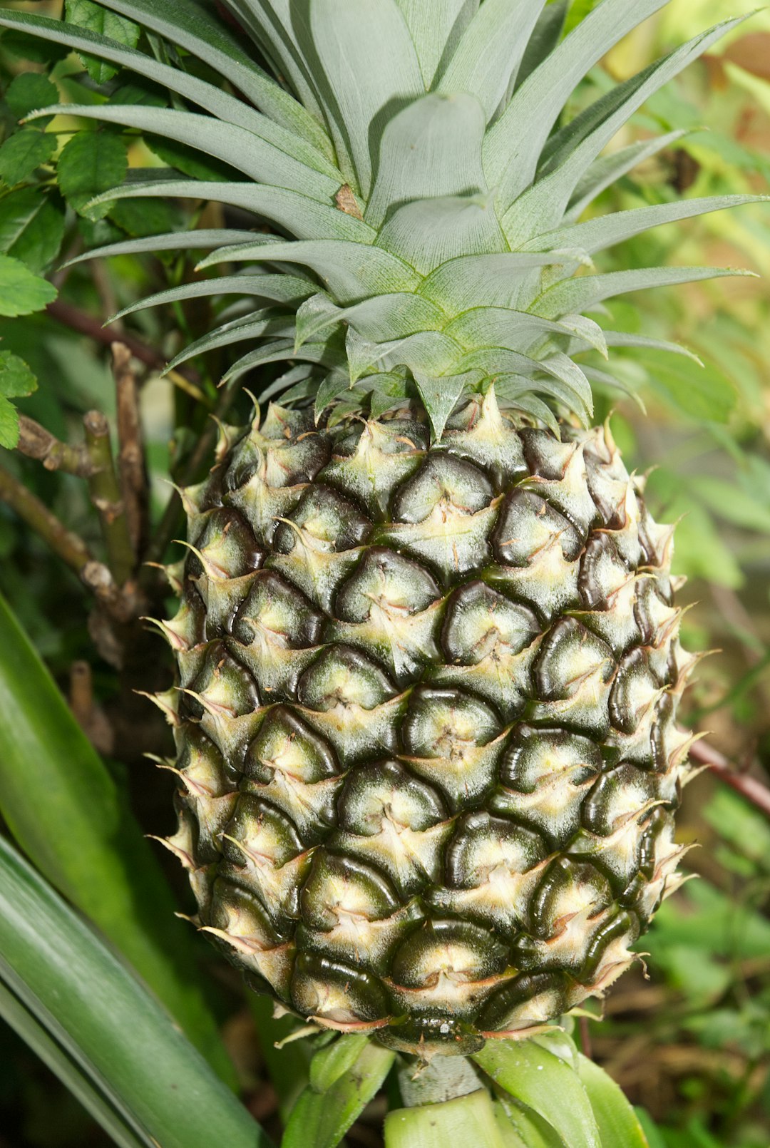 Pineapple Cores Are Digestive Enzyme Powerhouses (image credits: unsplash)