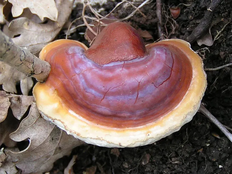 Reishi and Sleep: A Cautiously Optimistic Story (photo taken by Eric Steinert at Paussac, France, CC BY-SA 3.0)