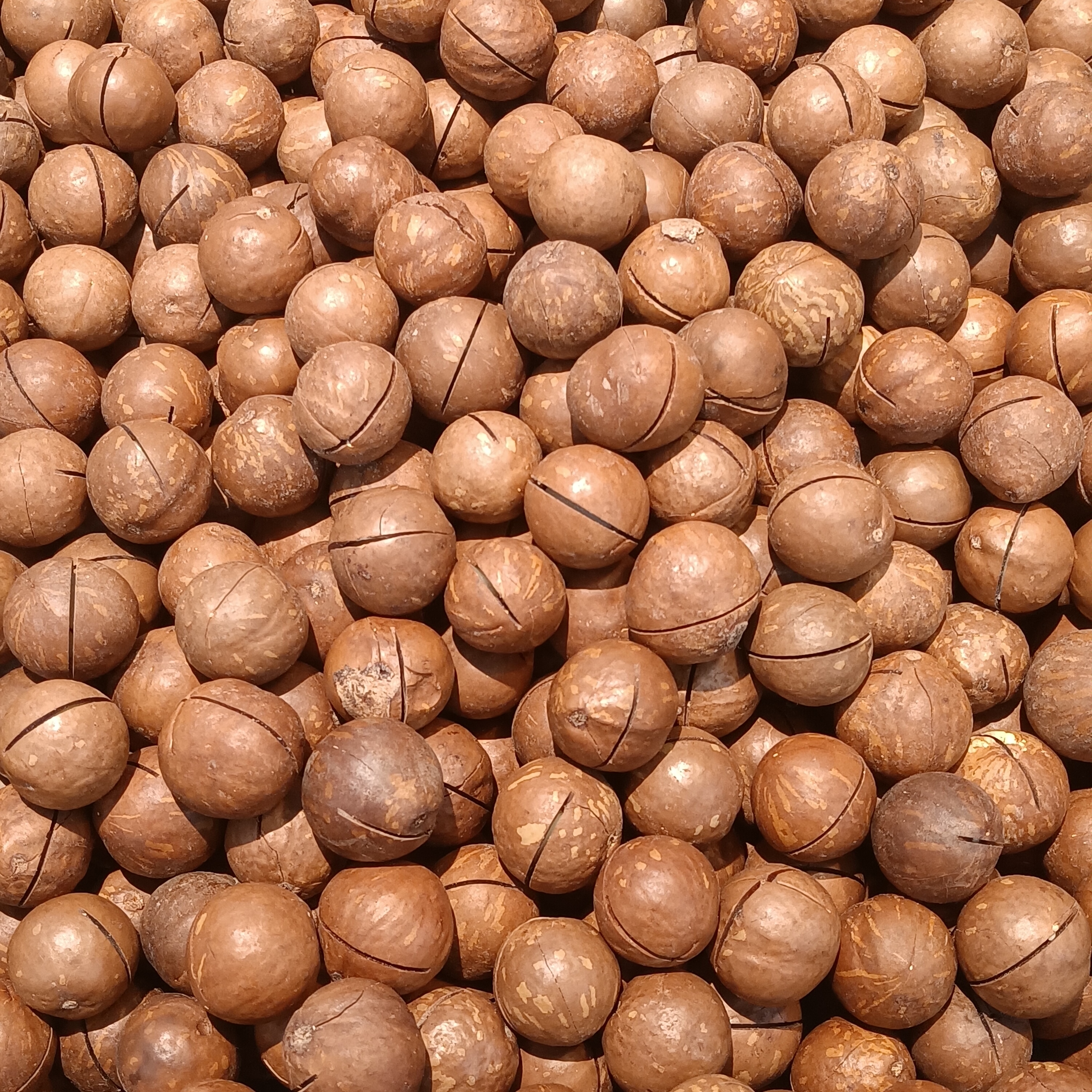 10. Macadamia Nuts: Tasty but High in Fats (image credits: wikimedia)