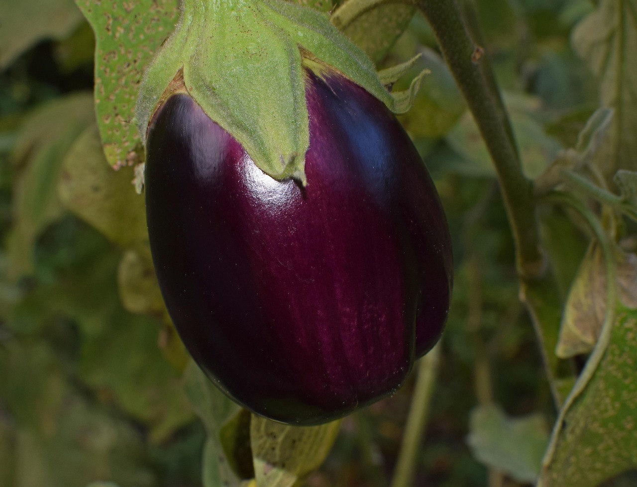 Eggplant: The Purple Cholesterol Fighter (image credits: pixabay)