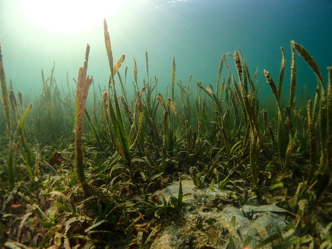 Seaweed: The Ocean’s Nutrient Powerhouse (image credits: unsplash)