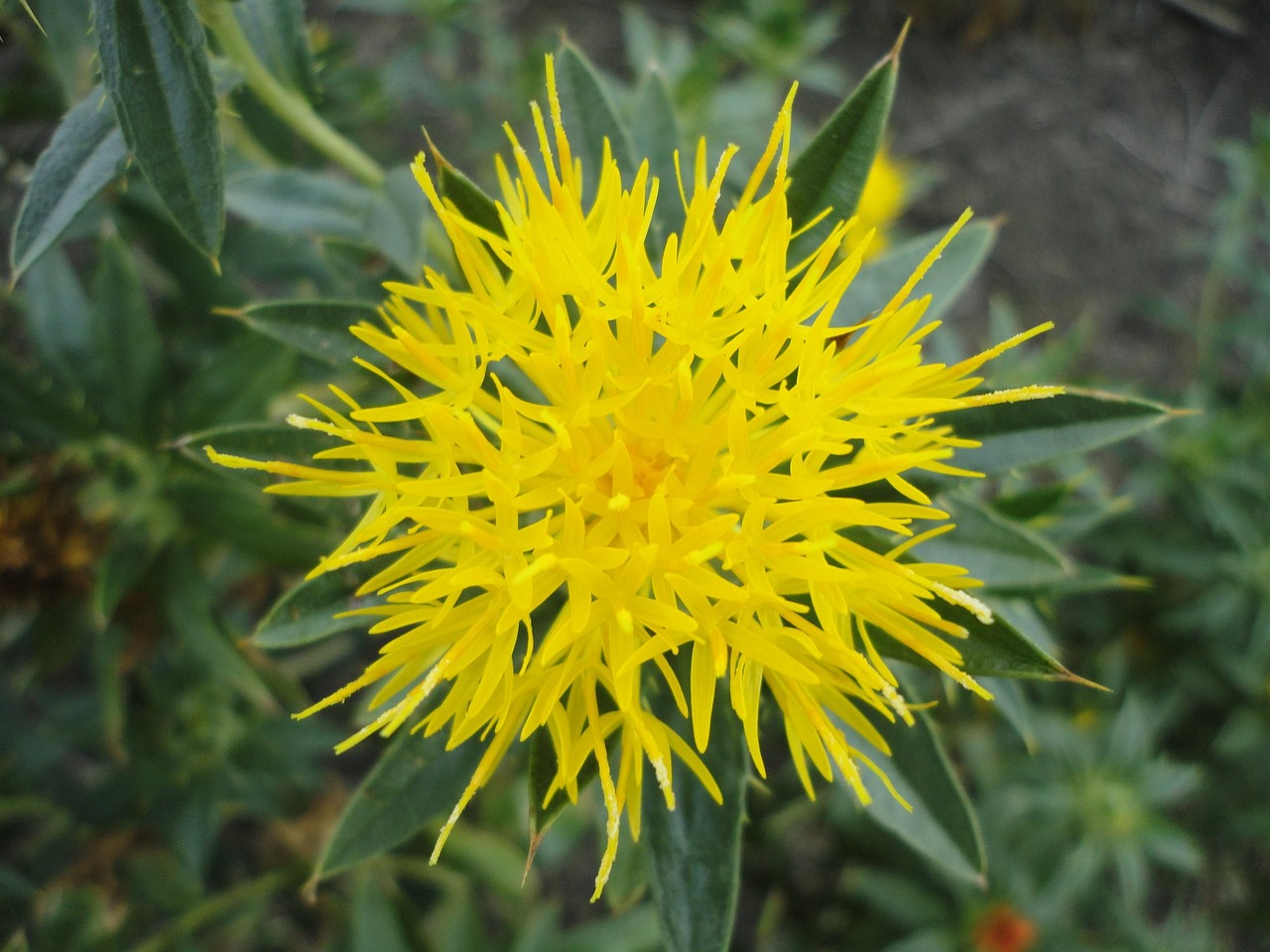 7. Safflower Oil: Not Always Safe (image credits: pixabay)