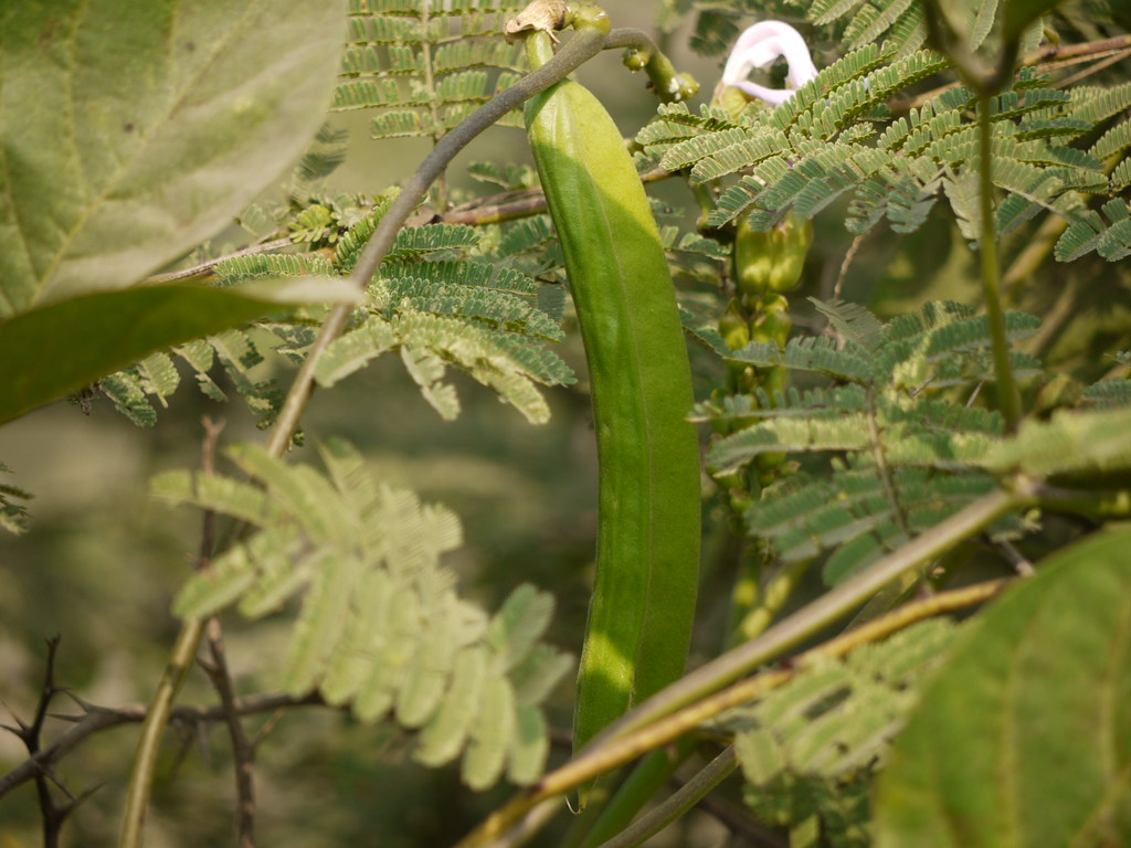 Sword Beans: The Giant Legumes (image credits: flickr)