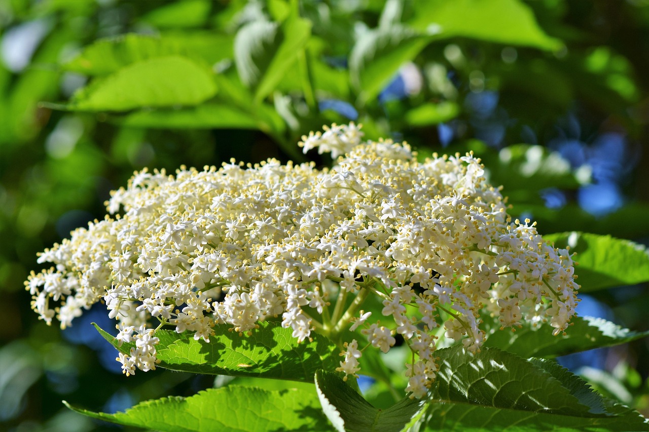 From Wild Blooms to Bottled Cordials (image credits: pixabay)