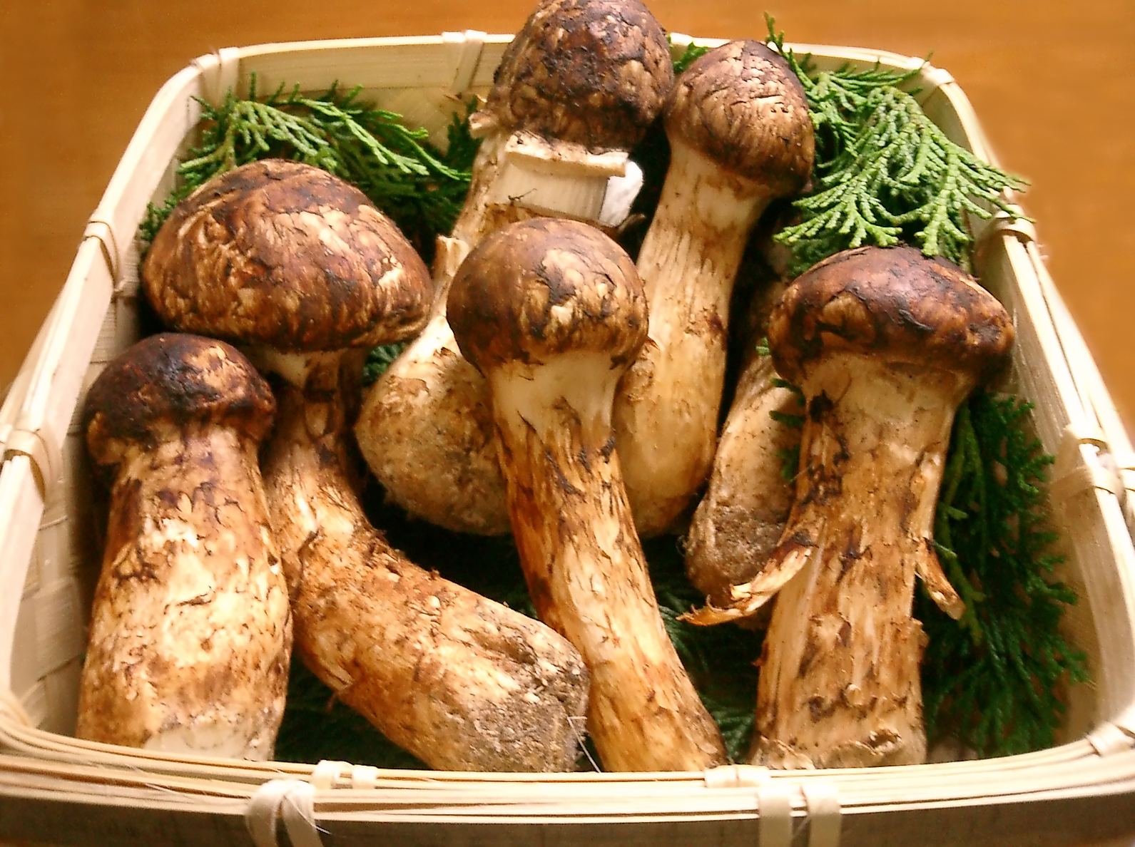 Matsutake Mushrooms - Japan's Vanishing Forest Treasure (image credits: wikimedia)