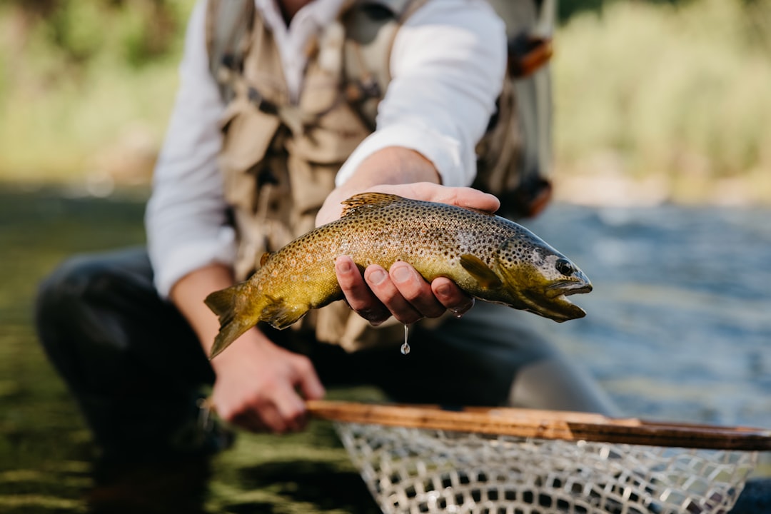 Rainbow Trout: The Freshwater Champion (image credits: unsplash)