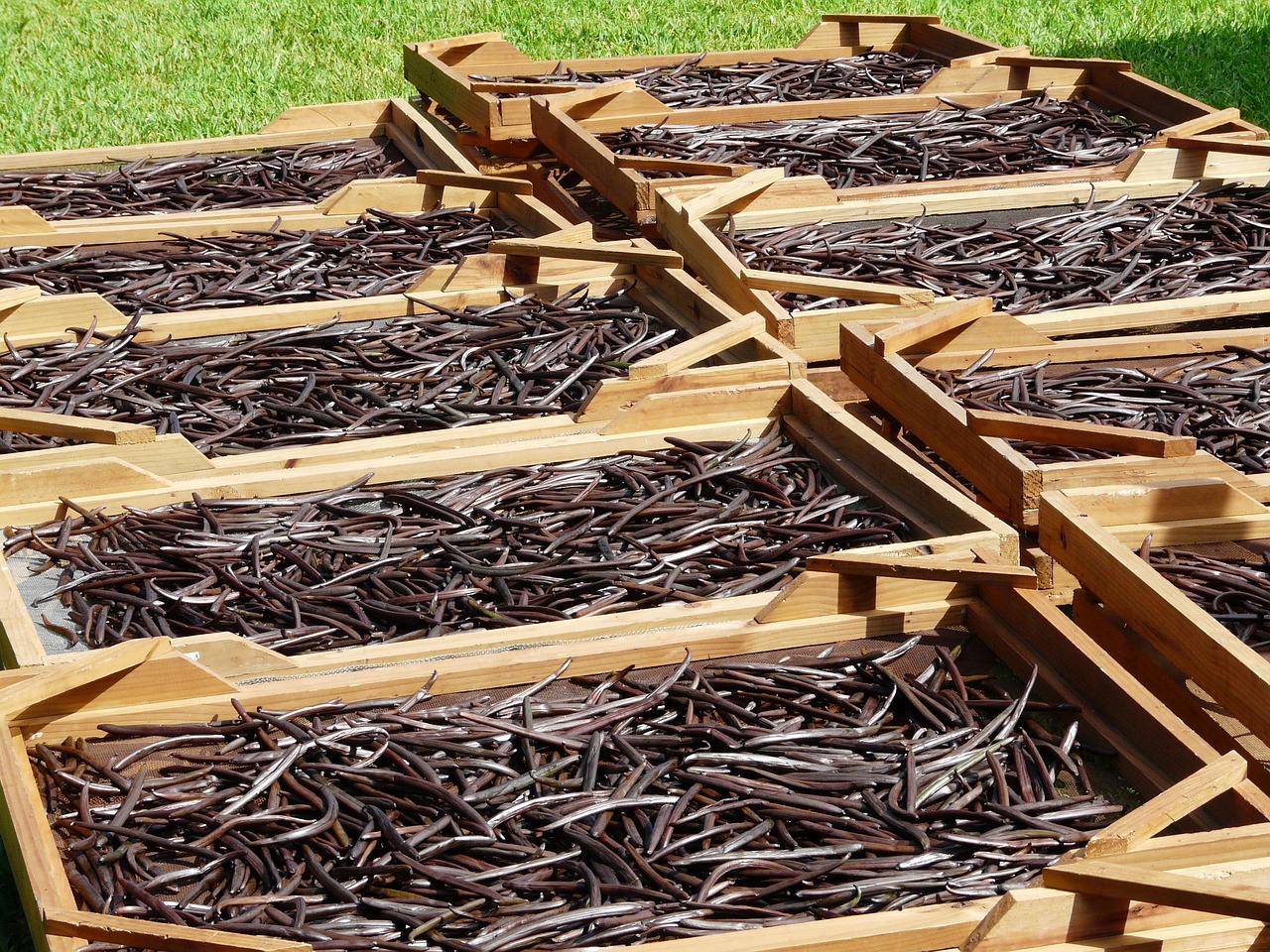 Vanilla: Sweet Success in U.S. Soils (image credits: pixabay)