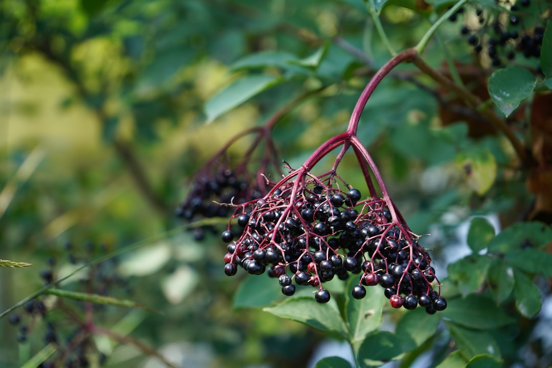 Elderberries: The Immune System Warrior (image credits: unsplash)
