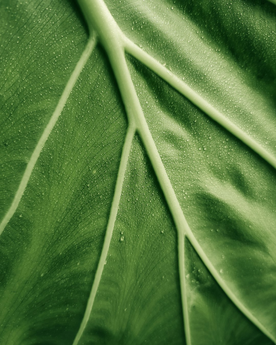 4. Collard Greens (image credits: unsplash)