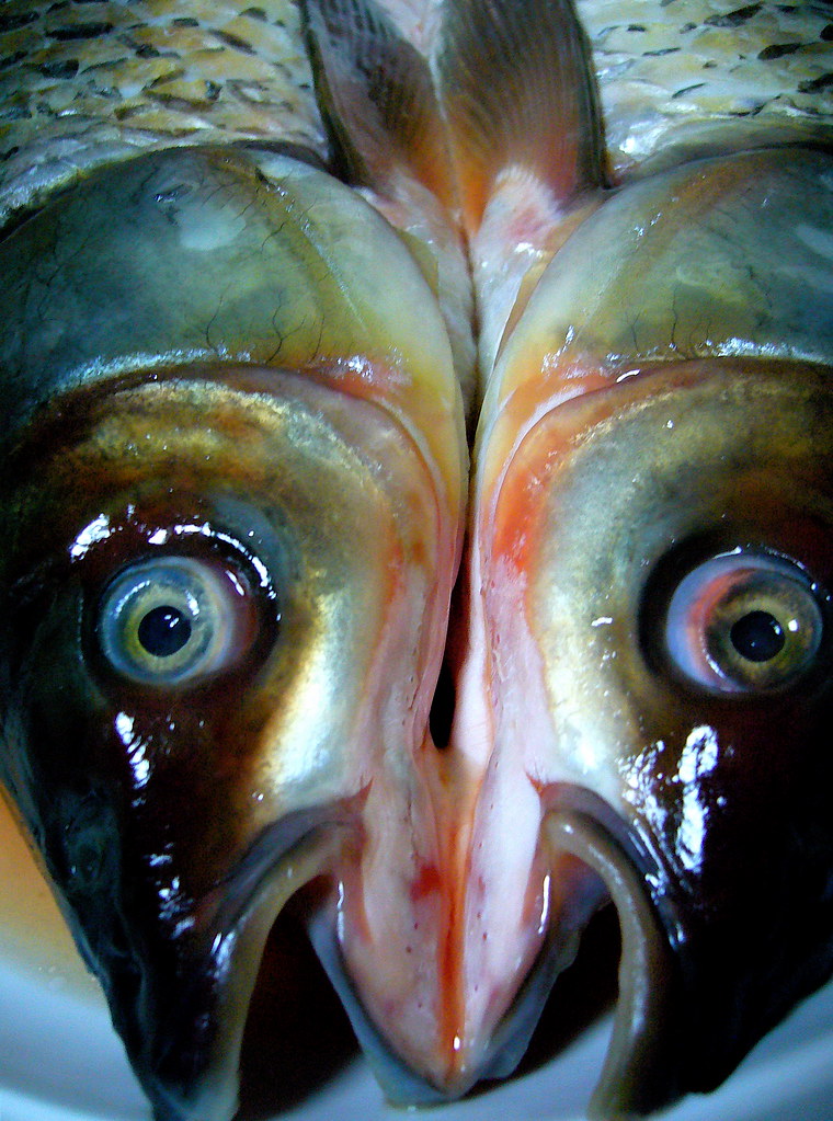 Fatty Fish: The Omega-3 Brain Food Champion (image credits: flickr)