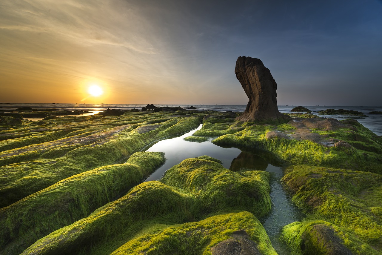 Spirulina: The Blue-Green Wonder (image credits: pixabay)