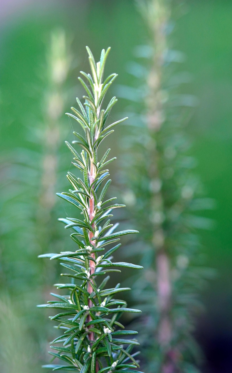 Rosemary: An Unexpected Sweet Companion (image credits: pixabay)