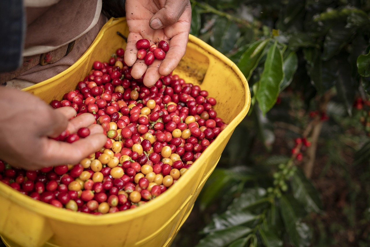 Sustainability: Ethical Coffee Production (image credits: pixabay)