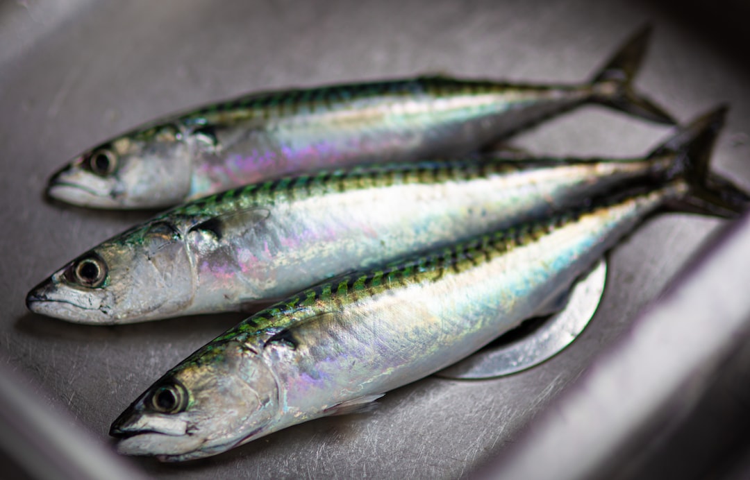 Atlantic Mackerel (image credits: unsplash)