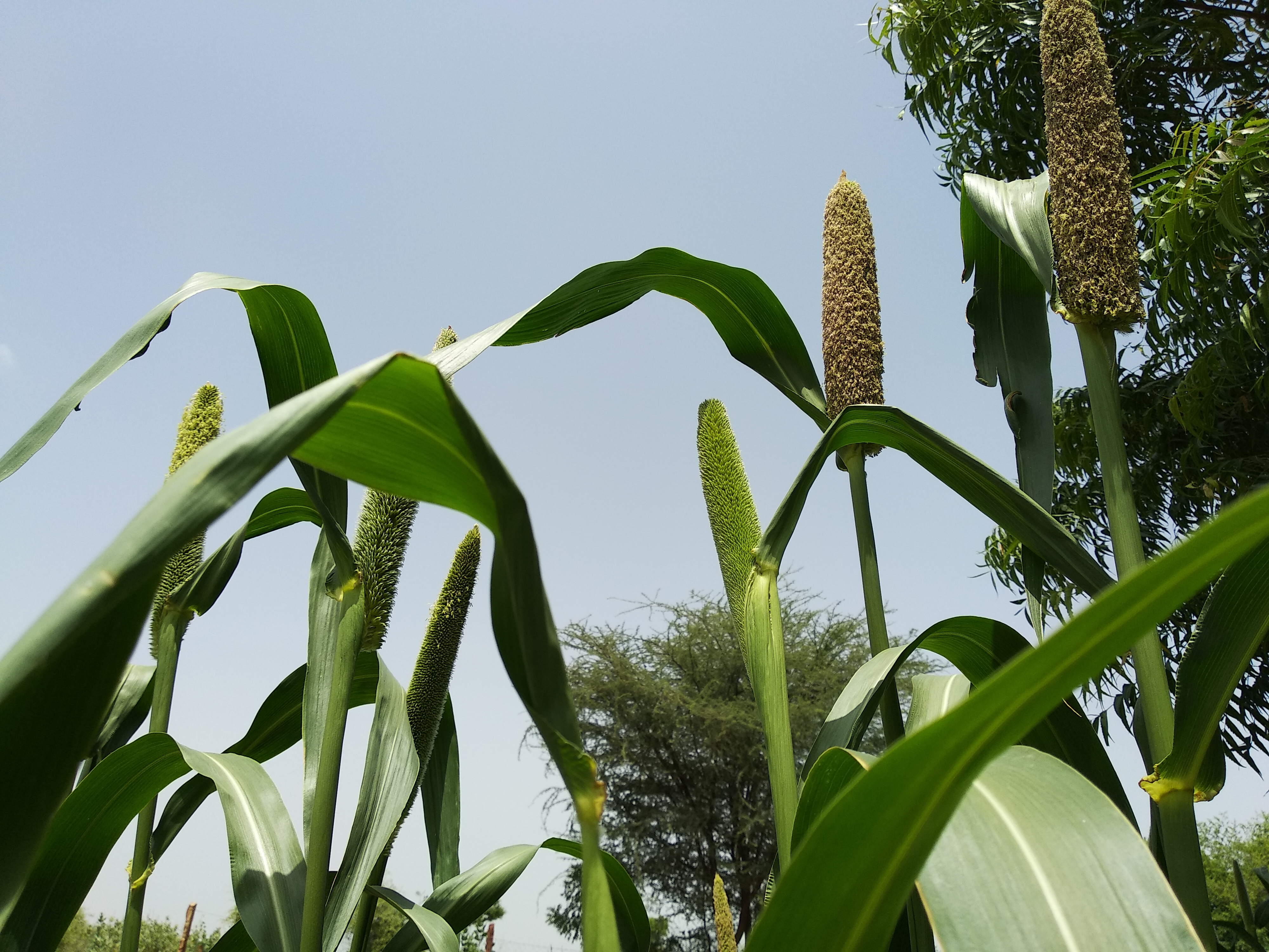 Millet (image credits: wikimedia)