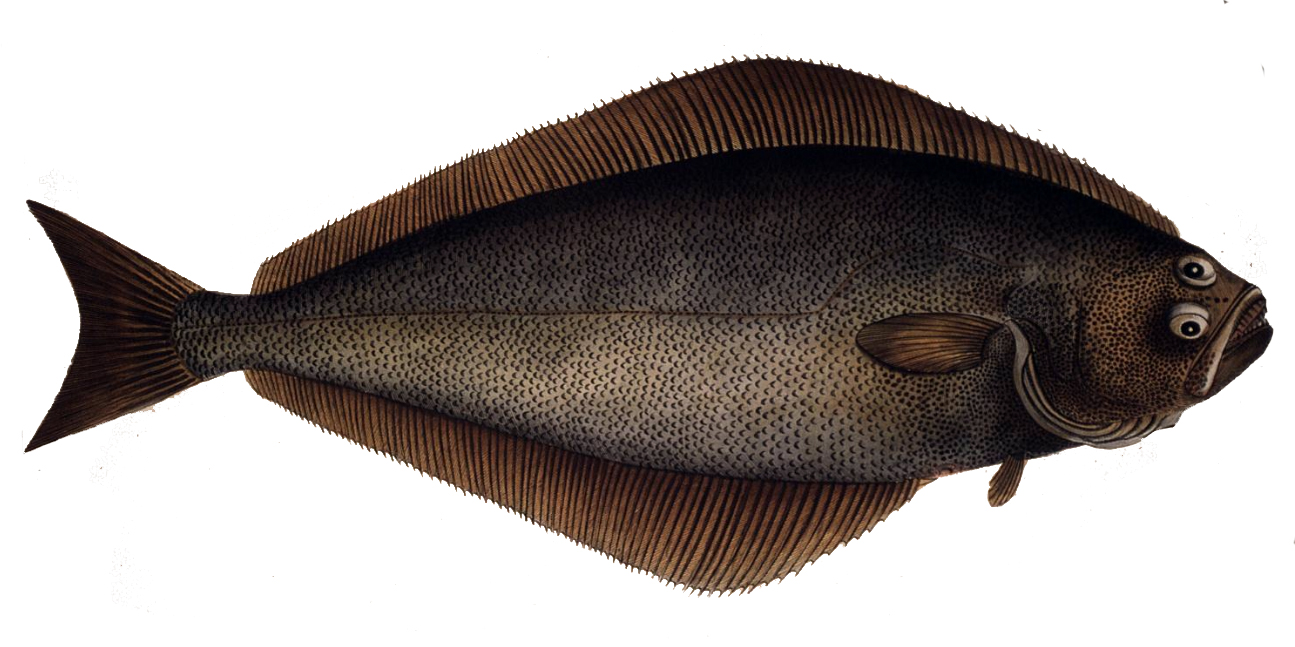 Halibut: The Mild Marine Option (image credits: wikimedia)