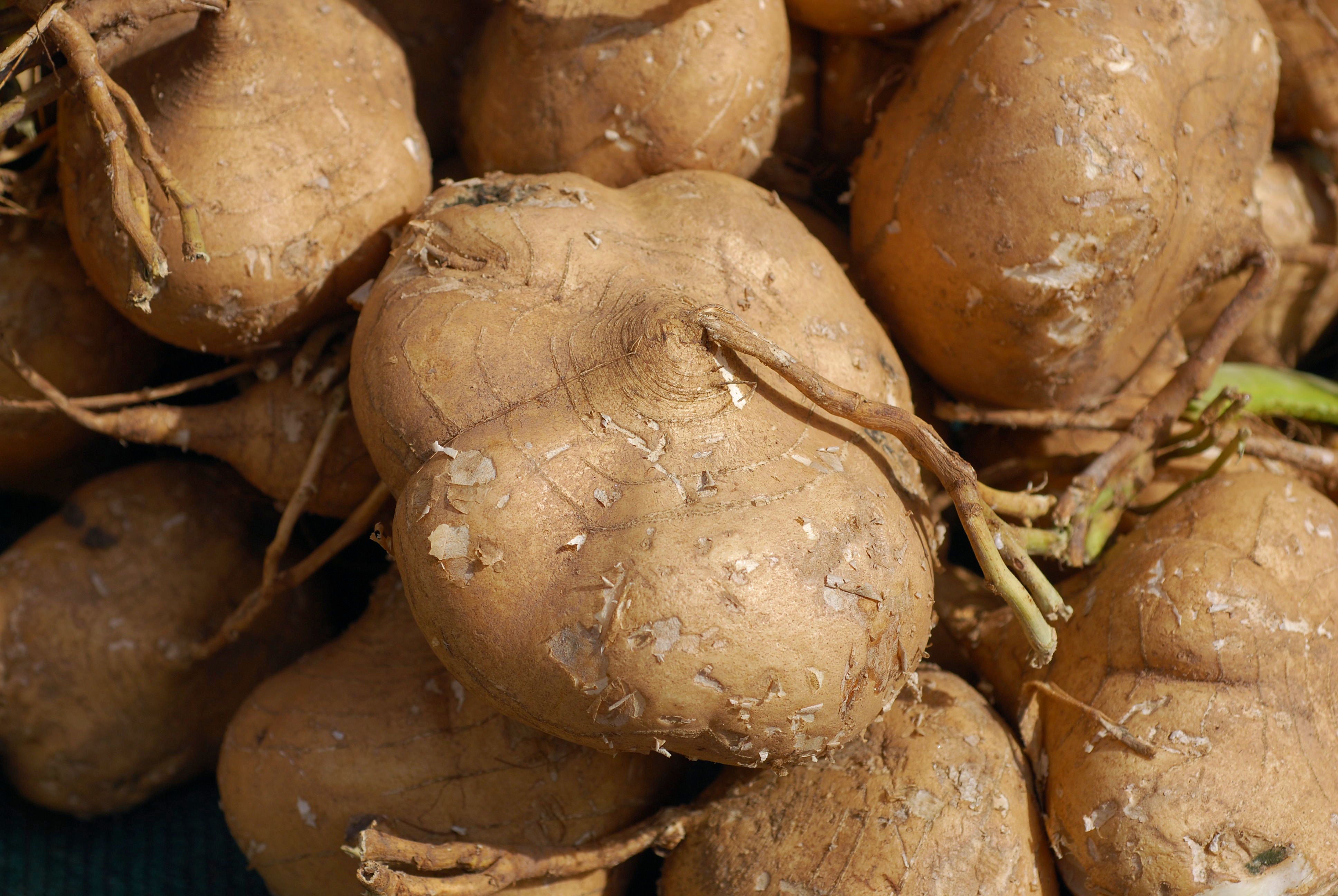 Jicama: The Sweet, Crunchy Root (image credits: wikimedia)