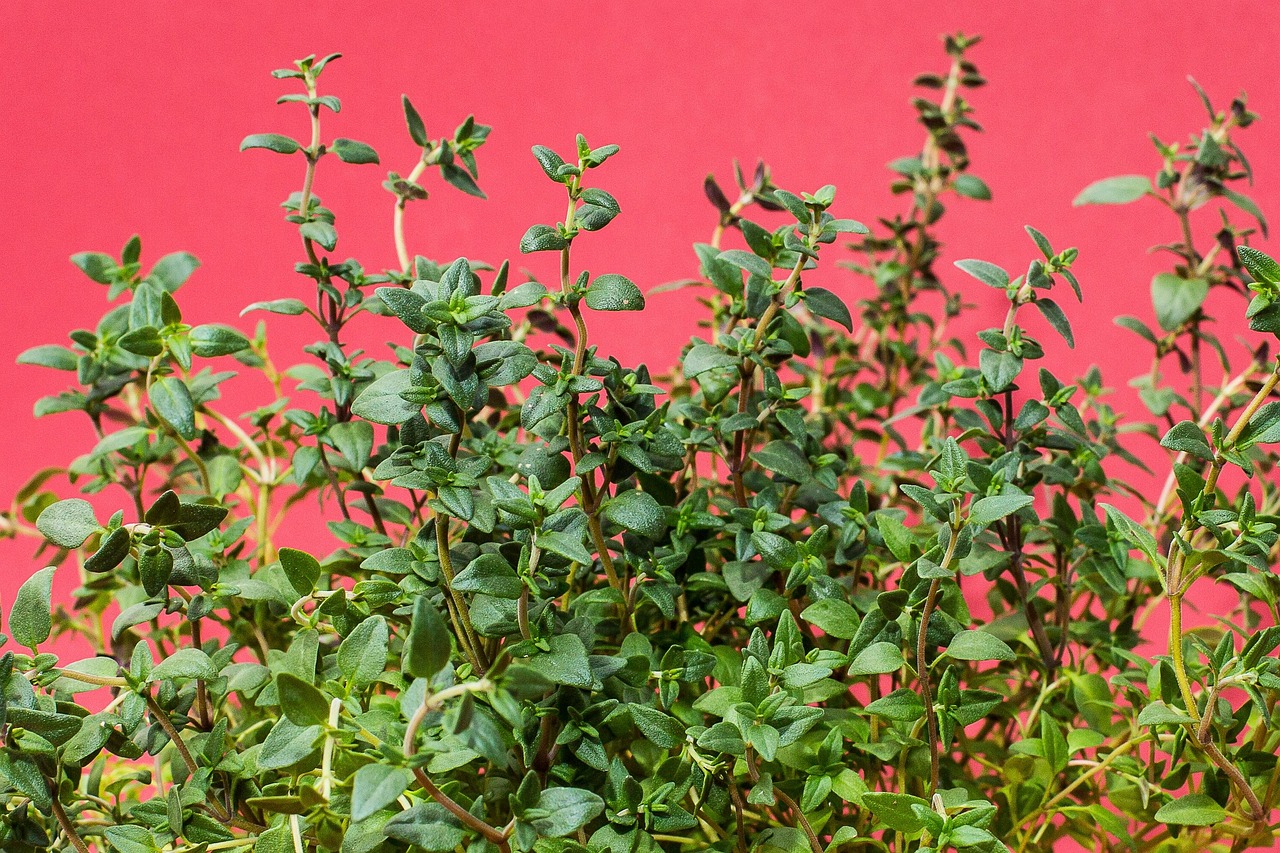 Thyme: The Timeless Healer (image credits: pixabay)