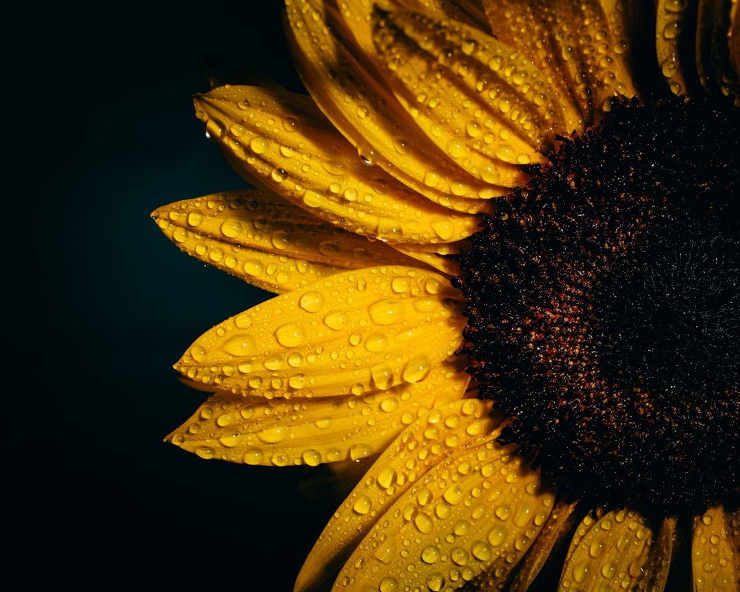 Sunflower Oil: A Mixed Bag (image credits: unsplash)