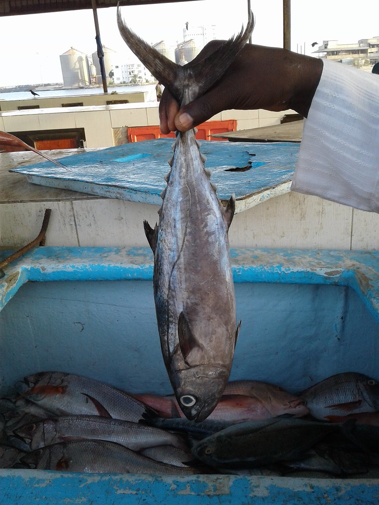 Tuna: The Convenient Classic (image credits: flickr)