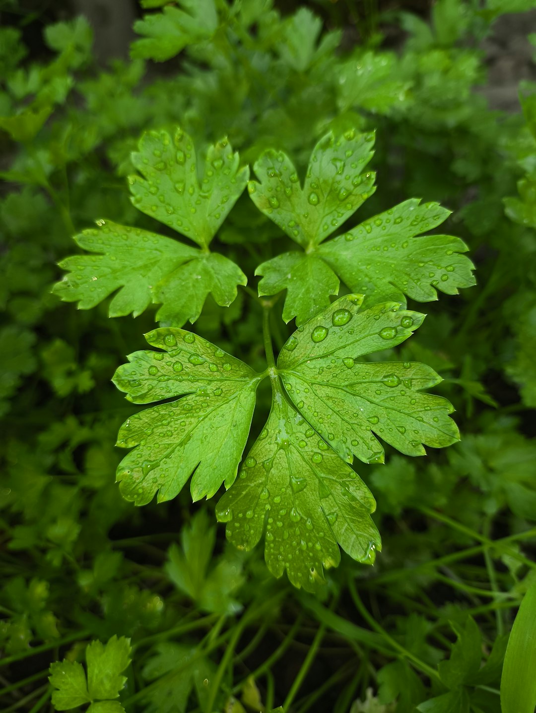 Parsley: The Mighty Herb in Small Doses (image credits: unsplash)